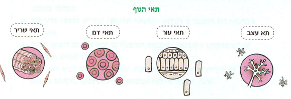 (בספר איור, היעזר במנחה)